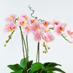 Phalaenopsis pink