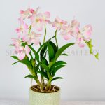 Dendrobium_pink