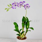 Dendrobium purple