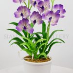 Vanda White Purple