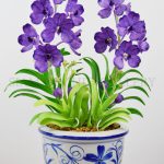 VANDA FAMUI