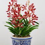 vanda Madam Panke