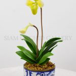 Paphiopedilum_yellow