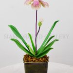 Phapiopedilum_LP