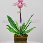 Phapiopedilum_pink