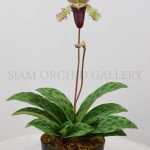 Phaphiopedilum_Purple