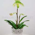 Phaphiopedilum_green