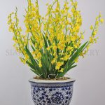 Oncidium yellow