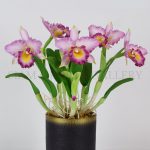 cattleya-5