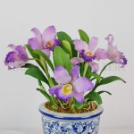 Cattleya Purple