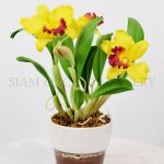 Cattleya yellow red