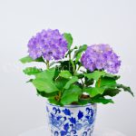 Hydrangea_pulple