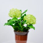 Hydrangea_Green