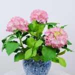 Hydrangea_pink