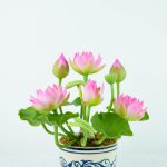 Siamorchid-3