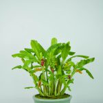 Siamorchid-37(1)