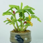Siamorchid-5