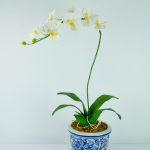 Siamorchid-79