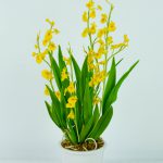 Siamorchid-82
